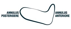 Annulus-speziale.jpg