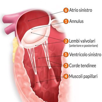 Valvola-mitrale-(1).jpg